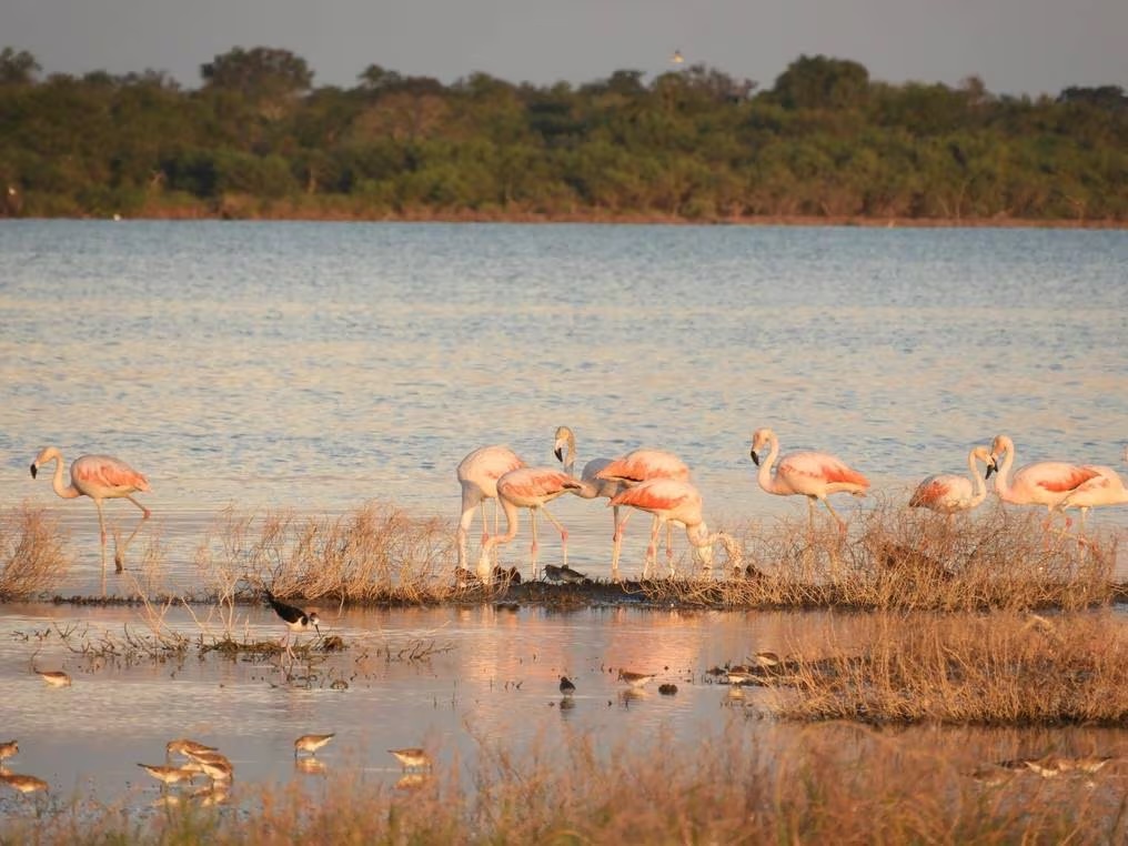 Pantanal del Chaco